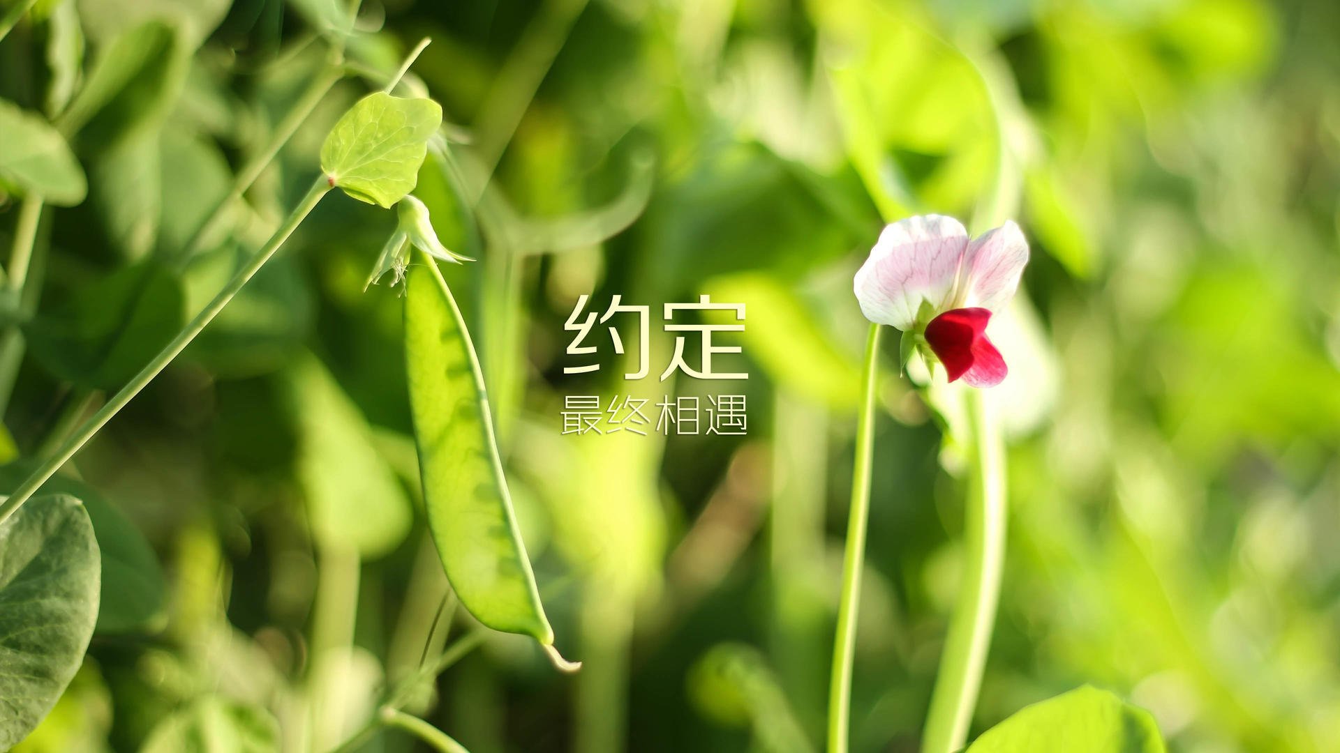 荷兰女足在预选赛中表现出色，但未能晋级巴黎，荷兰女足吧